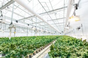 Commercial cannabis cultivation facility with rows of flowering plants under HVAC ductwork and circulation fans